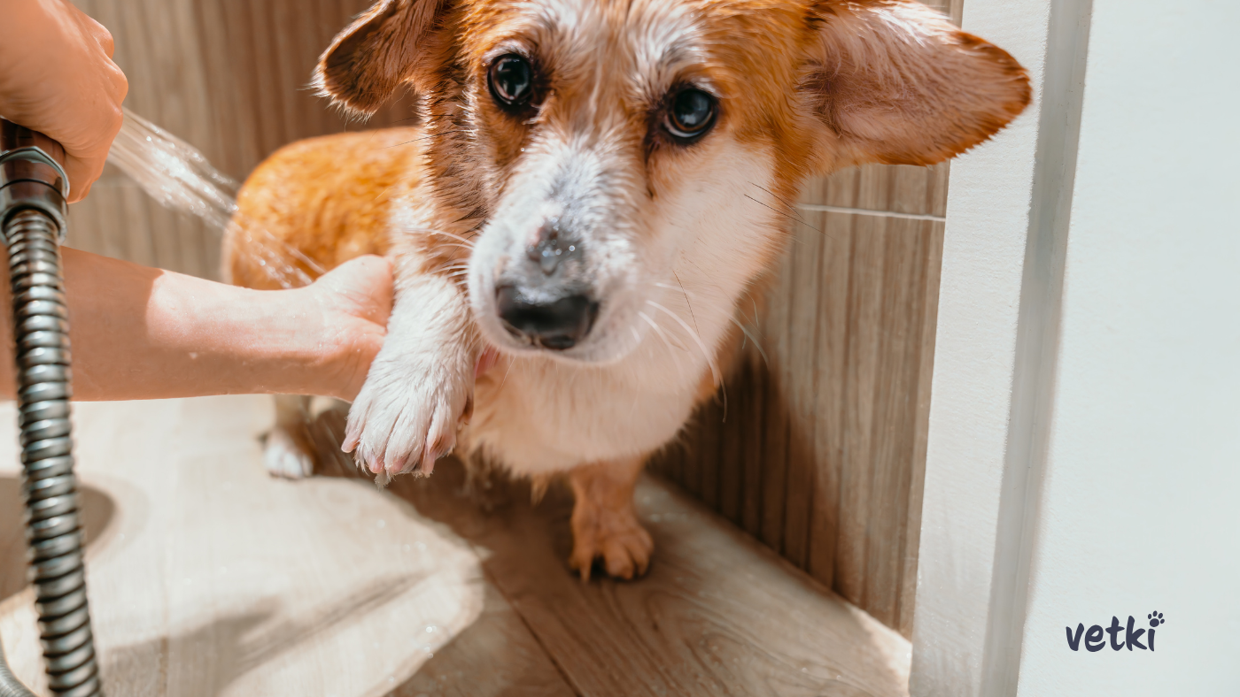 majitel myje psovi tlapky po procházce